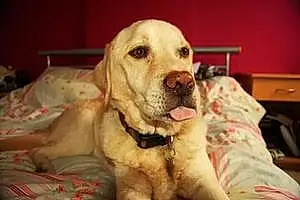 Name Labrador Retriever Dog Benny