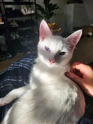 Name Turkish Angora Cat Casper