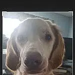 Dog, Dog breed, Carnivore, Companion dog, Snout, Whiskers, Rectangle, Fang, Sky, Photo Caption, Furry friends, Metal, Working Animal, Gun Dog, Square