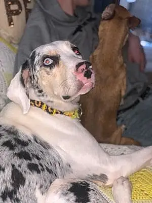 Great Dane Dog Speckles