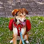 Dog, Plant, Dog breed, Carnivore, Fawn, Companion dog, Grass, Dog Clothes, Ball, People In Nature, Toy, Tail, Leash, Hound, Canidae, Adventure, Dog Supply, Dog Sports, Beagle