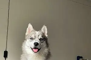 Name Pomsky Dog Gray