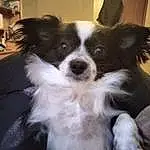 Dog, Carnivore, Dog breed, Working Animal, Companion dog, Whiskers, Toy Dog, Snout, Door, Furry friends, Canidae, Shelf, Papillon, Terrestrial Animal, Herding Dog, Working Dog, Puppy, Non-sporting Group