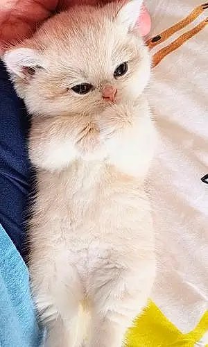 Name British Shorthair Cat Ella