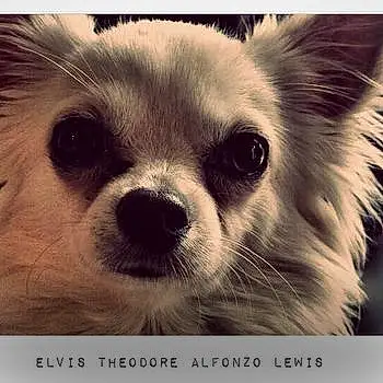 Elvis Theodore Alfonzo Lewis