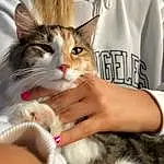 Cat, Felidae, Carnivore, Sleeve, Small To Medium-sized Cats, Gesture, Whiskers, Fawn, Lap, T-shirt, Nail, Comfort, Furry friends, Domestic Short-haired Cat, Claw, Paw, Photo Caption, Sitting, Box
