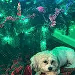 Dog, Green, Light, Christmas Tree, Blue, Christmas Ornament, Dog breed, Dog Supply, Carnivore, Tree, Plant, Fawn, Companion dog, Ornament, Evergreen, Christmas Decoration, Working Animal, Toy Dog