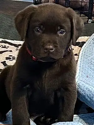Name Labrador Retriever Dog Boone