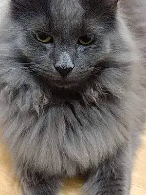 Name Maine Coon Cat Freddy