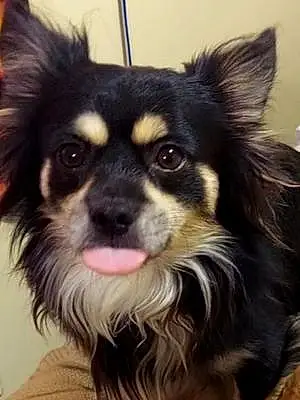Chihuahua Dog Maton