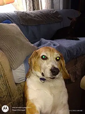 Name Beagle Dog Tucker