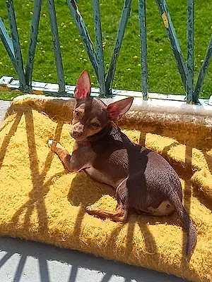 Name Chihuahua Dog Biggie