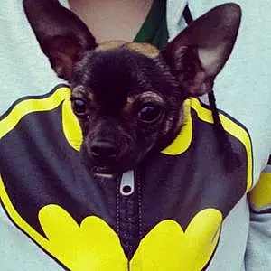 Name Dog Batman