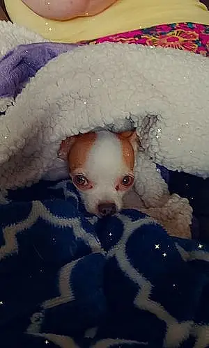 Chihuahua Dog Rosie Pedals