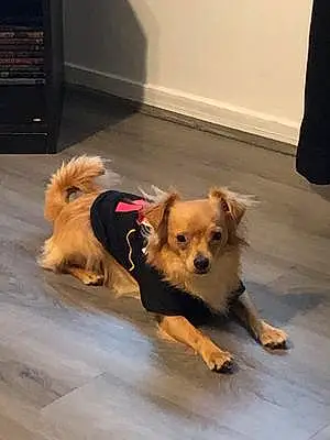 Name Chihuahua Dog Charley