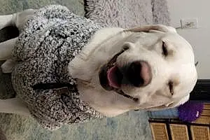 Name Labrador Retriever Dog Cooper