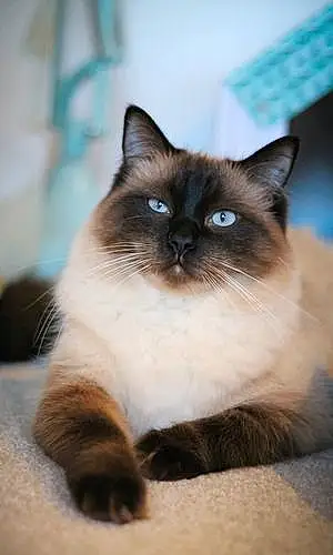 Ragdoll Cat Oscar