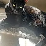 Cat, Window, Felidae, Carnivore, Small To Medium-sized Cats, Whiskers, Grey, Snout, Tail, Furry friends, Black cats, Domestic Short-haired Cat, Windshield, Claw, Paw, Sitting, Bombay, Comfort, Shadow