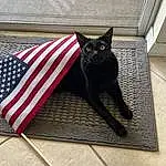Cat, Felidae, Carnivore, Small To Medium-sized Cats, Window, Grey, Whiskers, Flag, Bombay, Tail, Flag Of The United States, Snout, Domestic Short-haired Cat, Black cats, Furry friends, Carmine, Flag Day (usa), Shade, Fashion Accessory