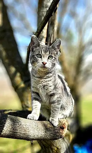 Name American Shorthair Cat Grey