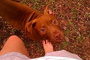 Name Pit Bull Terrier Dog Cypress
