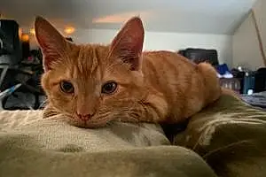Name Tabby Cat Azula