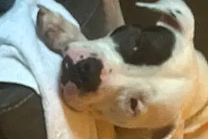 Name Pit Bull Terrier Dog Casper