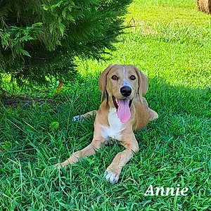 Name Mixed breed Dog Annie