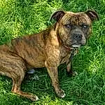 Dog, Plant, Carnivore, Grass, Companion dog, Dog breed, Whiskers, Terrestrial Animal, Working Animal, Wrinkle, Molosser, Boxer, Canidae, Working Dog, Ancient Dog Breeds, Bulldog, Non-sporting Group