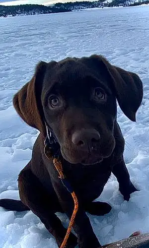 Winter Labrador Retriever Dog Bogey