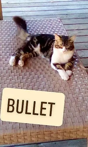 Name Cat Bullet