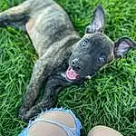 Dog, Blue, Carnivore, Dog breed, Grass, Collar, Fawn, Groundcover, Snout, Lawn, Whiskers, Plant, Foot, Dog Collar, Companion dog, Electric Blue, Human Leg, Canidae, Thigh