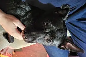 Name Chihuahua Dog Casper