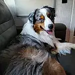 Dog, Dog breed, Carnivore, Companion dog, Herding Dog, Snout, Rough Collie, Furry friends, Canidae, Working Dog, Door, Plant, Terrestrial Animal, Ball, Working Animal