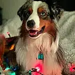 Smile, Dog, Light, Dog breed, Carnivore, Companion dog, Whiskers, Snout, Herding Dog, Event, Border Collie, Furry friends, Working Dog, Collar