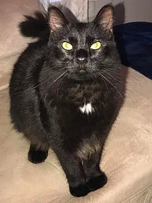 Name Oriental Longhair Cat Bellamy