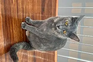 Name Russian Blue Cat Bagel