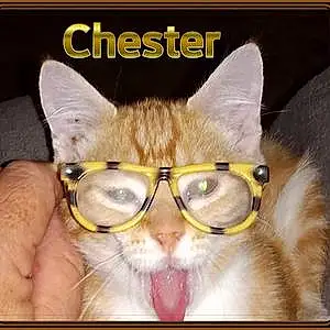 Name Cat Chester