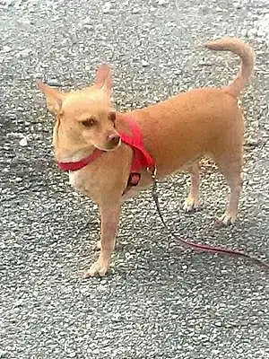 Chihuahua Dog Buttercup