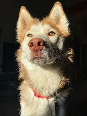 Name Husky Dog Aurora