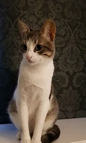 Egyptian Mau Cat Loki