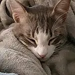 Cat, Felidae, Carnivore, Comfort, Small To Medium-sized Cats, Whiskers, Grey, Ear, Fawn, Snout, Close-up, Paw, Furry friends, Domestic Short-haired Cat, Nap, Sleep, Claw, Tail, Terrestrial Animal, Wrinkle