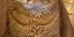 Name American Shorthair Cat Bean