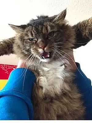 Name Maine Coon Cat Gremlin