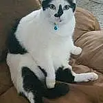 Cat, Small To Medium-sized Cats, Felidae, Whiskers, Carnivore, Eyes, Ragdoll, Kitten, Snowshoe, Domestic Short-haired Cat, Polydactyl Cat, Japanese Bobtail, Ojos Azules, Birman, Tail, Thai, Balinese, American Wirehair