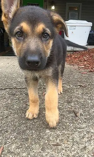 Name German Shepherd Dog Bronx