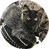 Cat, Felidae, Black, Small To Medium-sized Cats, Carnivore, Whiskers, Comfort, Black cats, Snout, Tail, Close-up, Furry friends, Paw, Claw, Domestic Short-haired Cat, Terrestrial Animal, Dog breed, Foot, British Longhair
