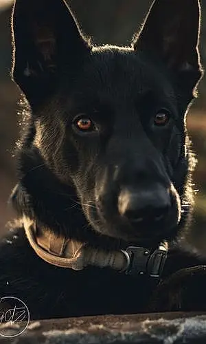 Name German Shepherd Dog Cyrus