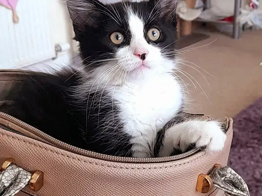 Cat, White, Felidae, Comfort, Carnivore, Small To Medium-sized Cats, Whiskers, Luggage And Bags, Basket, Box, Bag, Tail, Furry friends, Domestic Short-haired Cat, Sitting, Lap, Cat Supply, Baggage, Paw, Wicker