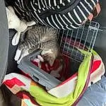 Cat, Felidae, Carnivore, Small To Medium-sized Cats, Comfort, Pet Supply, Whiskers, Tail, Furry friends, Domestic Short-haired Cat, Cat Supply, Animal Shelter, Cage, Sitting, Basket, Nap, Canidae